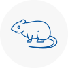Rat Control Balham