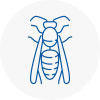 Balham Wasp Nest Removal